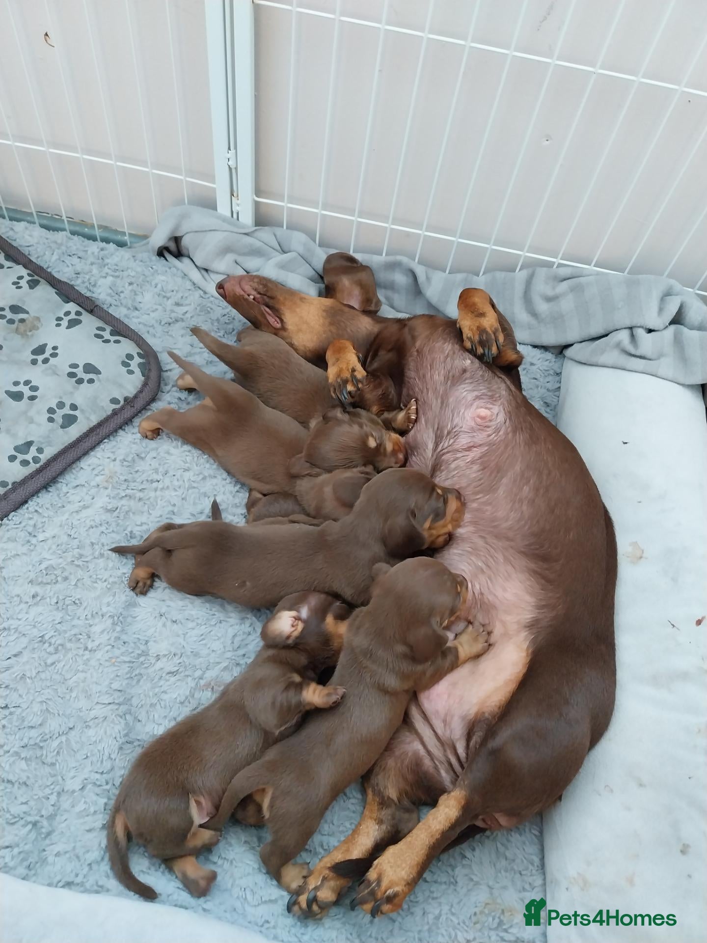 Dachshund dogs Beautiful dashound puppies for sale - Advert 1