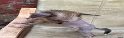 Chinese Crested dogs for sale: Hairless Chinese Cresteds  - Advert 3