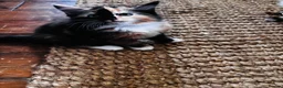 Mixed Breed cats for sale: Beautiful Calico (2) Kittens female Bicolour male  - Advert 1