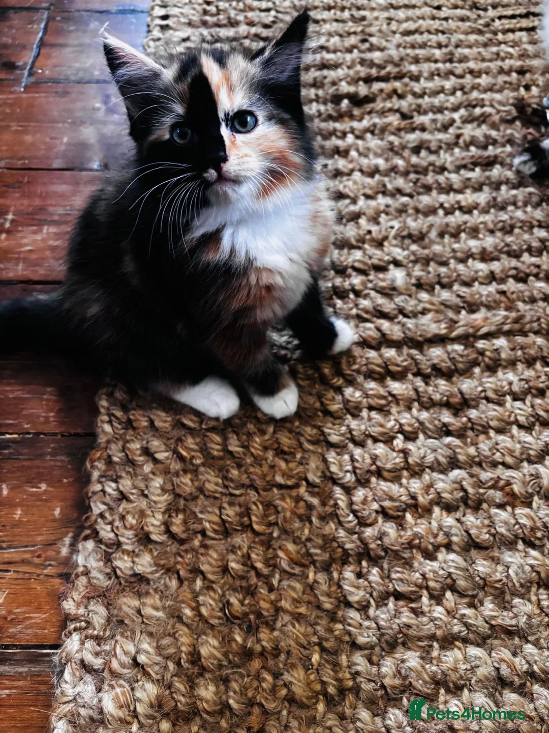 Mixed Breed cats for sale: Beautiful Calico (2) Kittens female Bicolour male  - Advert 1