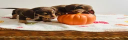 Miniature Dachshund dogs for sale: Miniature dachshund  - Advert 4