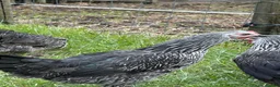 Chickens poultry for sale: Point of lay hens  silver sussex - Advert 26