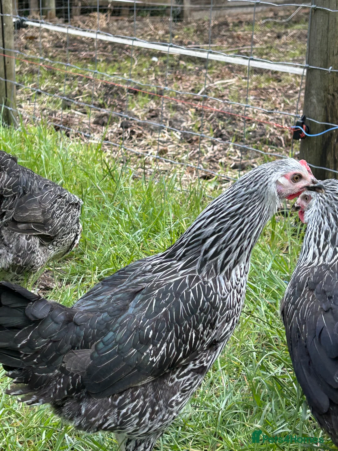 Chickens poultry for sale: Point of lay hens  silver sussex - Advert 26