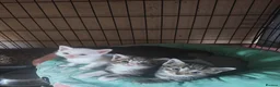 Mixed Breed cats for sale: Dad is Bengal and mum is white British Shorthair  - Advert 11