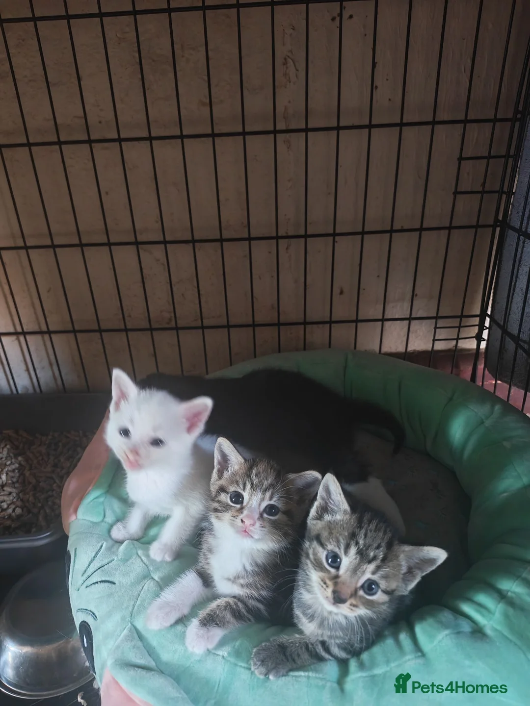 Mixed Breed cats for sale: Dad is Bengal and mum is white British Shorthair  - Advert 11