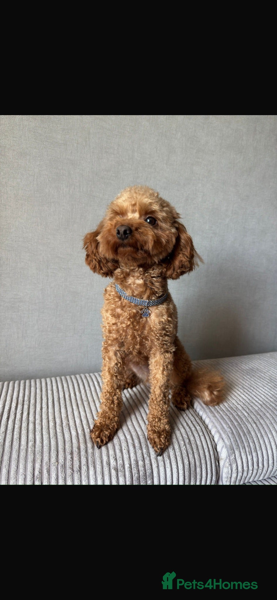 Cockapoo dogs Tiny Toy F1B Cockapoos. FULLY VAX READY TO LEAVE!! - Advert 2