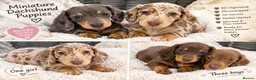 Miniature Dachshund dogs for sale: Miniature Duschunt in Luton - Advert 2