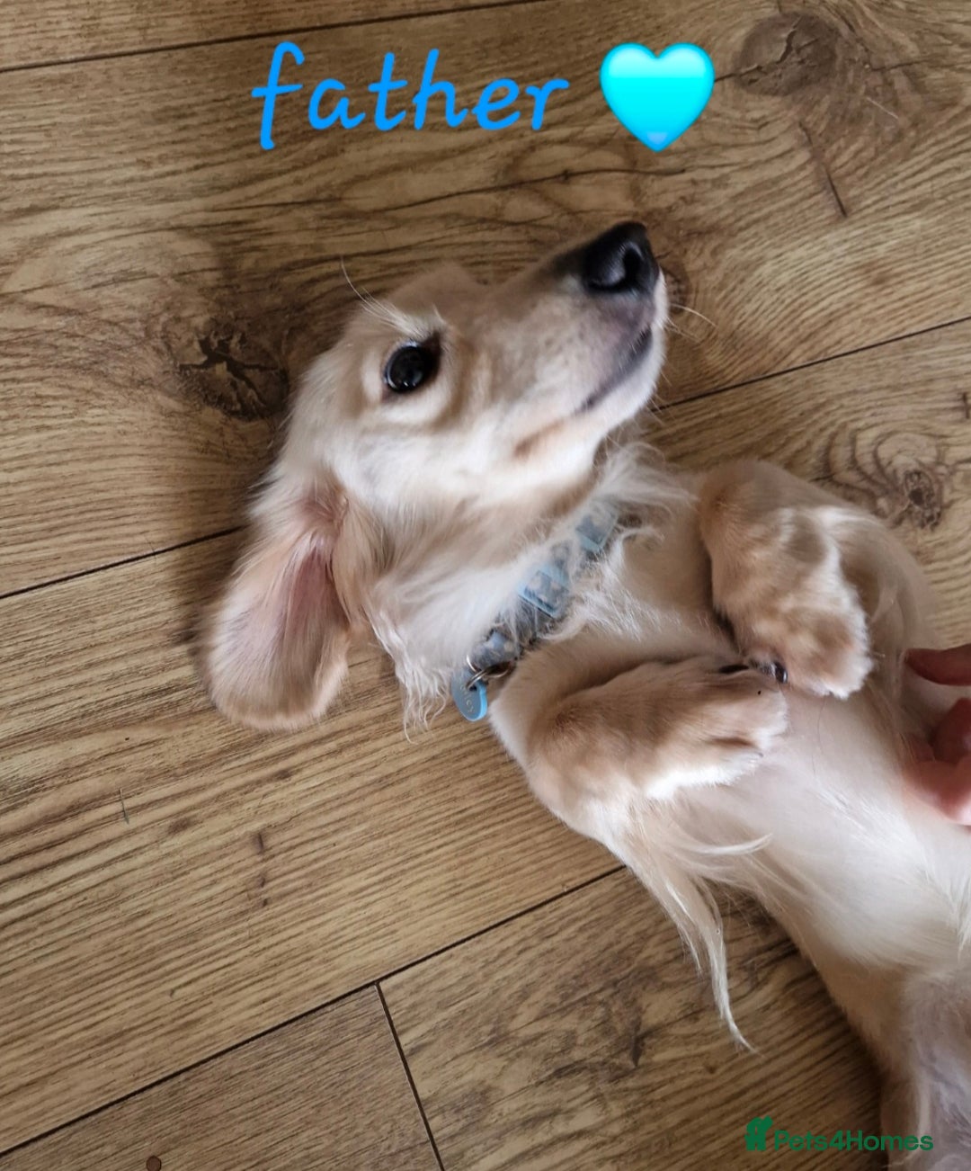 Miniature Dachshund dogs for sale: Long haired shaded cream miniature dachshunds  - Advert 8