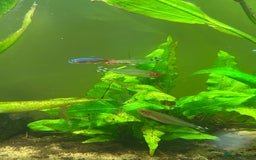 Tetras fish for sale: FREE Tetras and Shrimps - Image 1