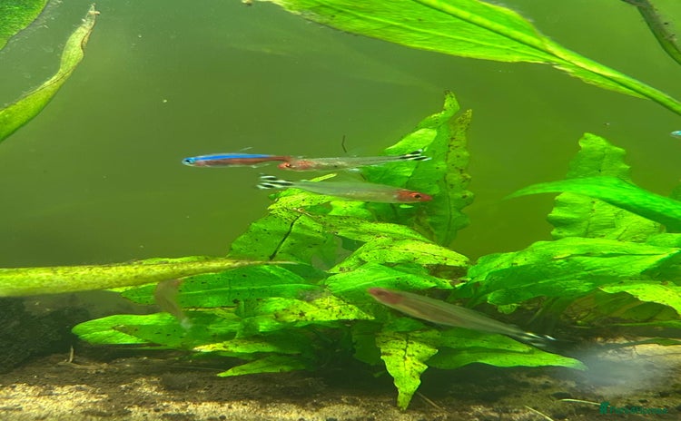 Tetras fish - Advert 2