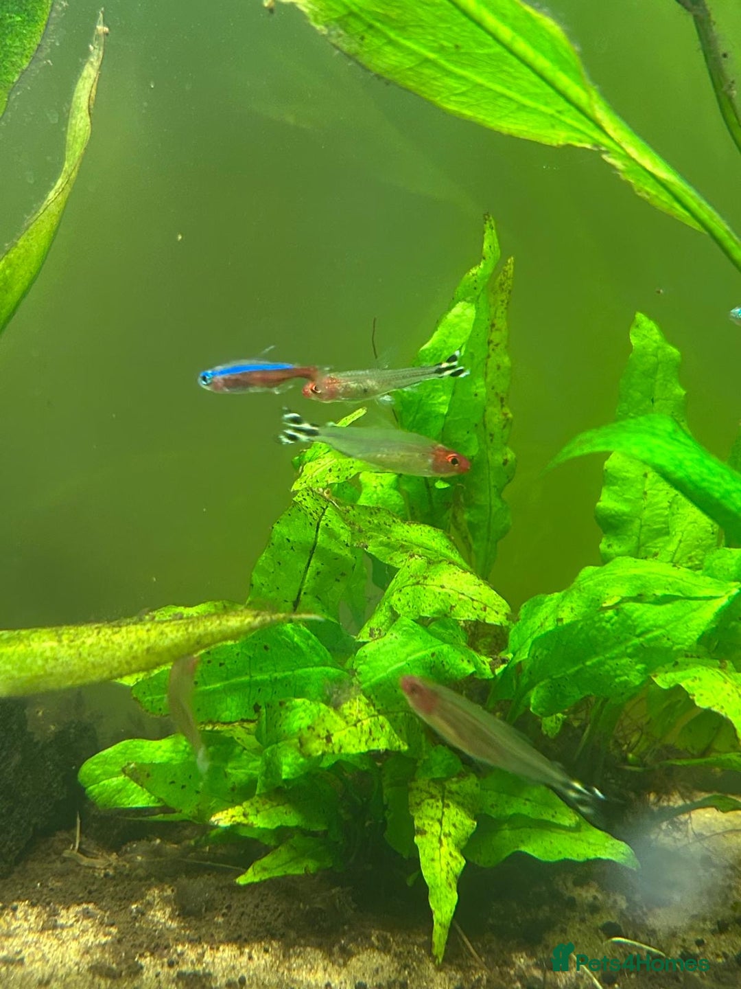 Tetras fish for sale: FREE Tetras and Shrimps - Image 1