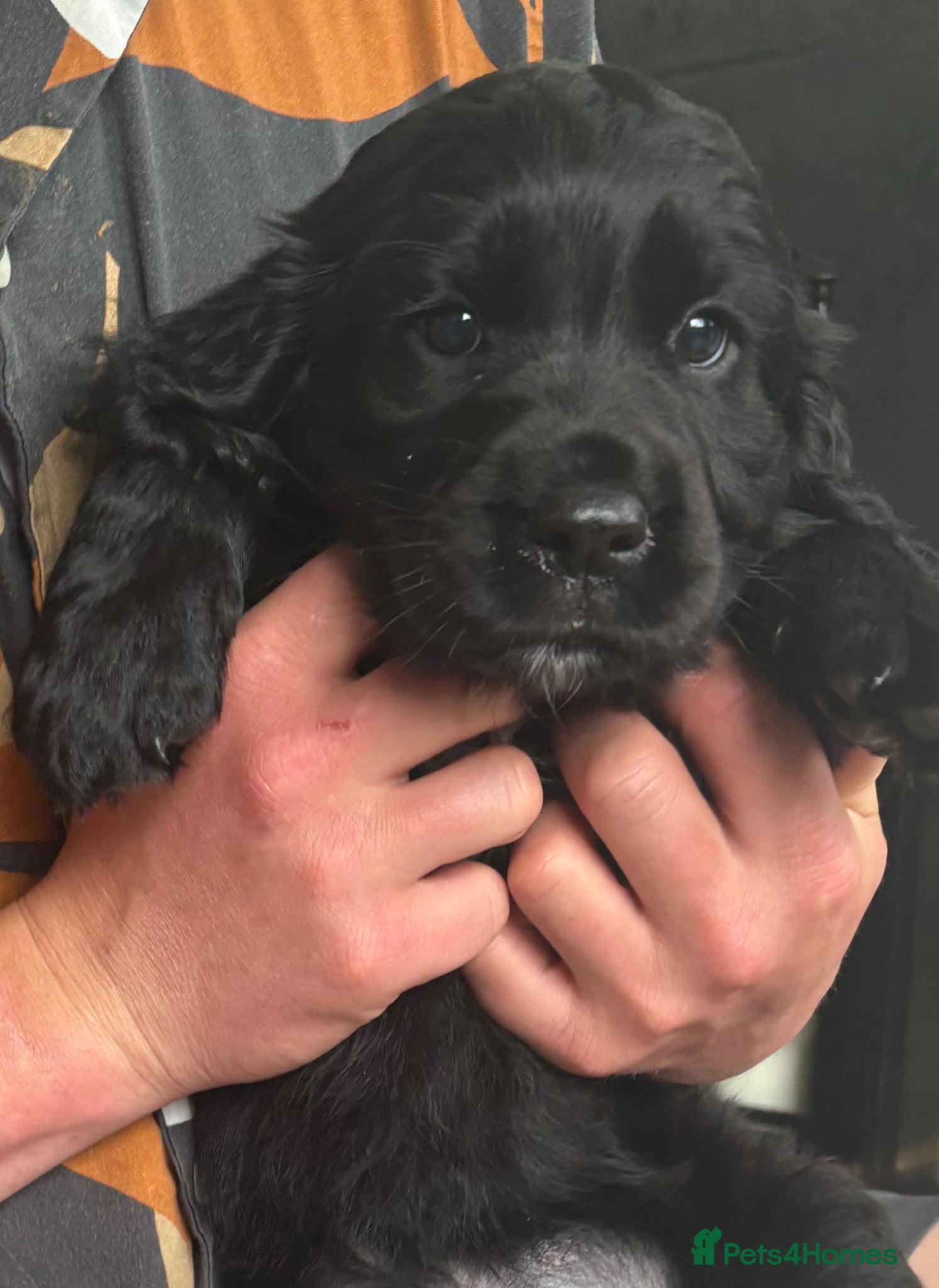 Cockerdor dogs Beautiful Cockerdor Puppies  - Advert 15