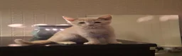 Mixed Breed cats for sale: 2 female cats for sale - Advert 3