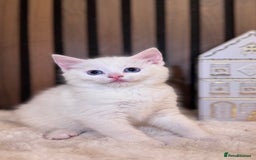 British Shorthair cats for sale: 🎃The Jack Frost Litter–Frost & Pumpkin Whiskers❄️ - Image 21
