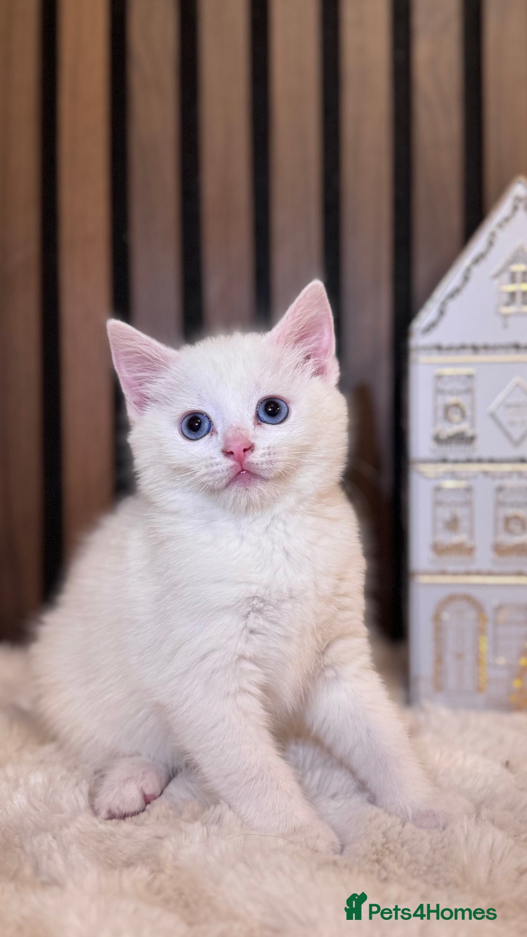 British Shorthair cats for sale: 🎃The Jack Frost Litter–Frost & Pumpkin Whiskers❄️ - Image 21