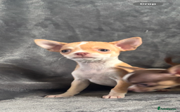 Chihuahua dogs for sale: Chihuahuas puppies  - Image 12
