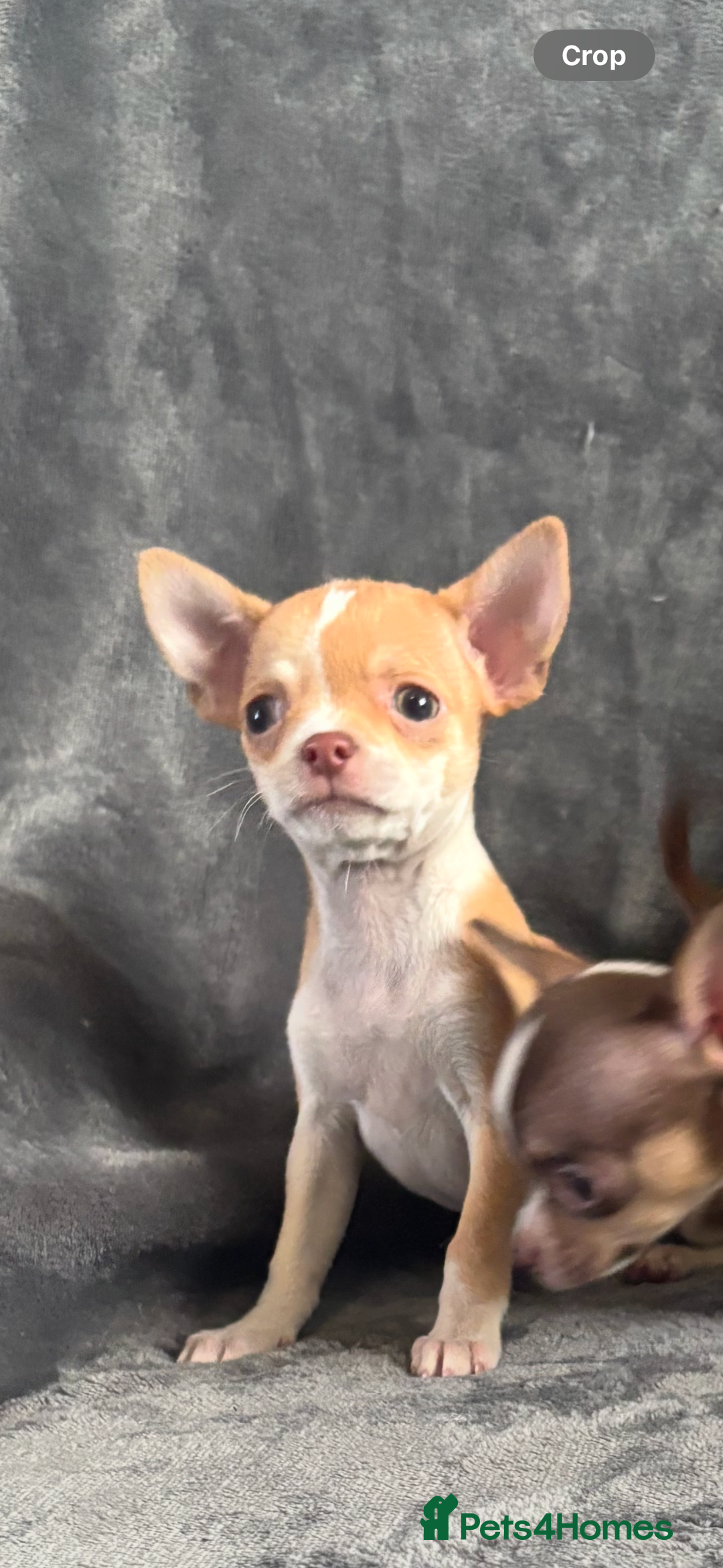 Chihuahua dogs for sale: Chihuahuas puppies  - Image 12