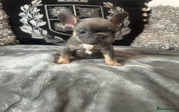 French Bulldog dogs for sale: French bulldog puppies solid blues lilac tans  - Image 7
