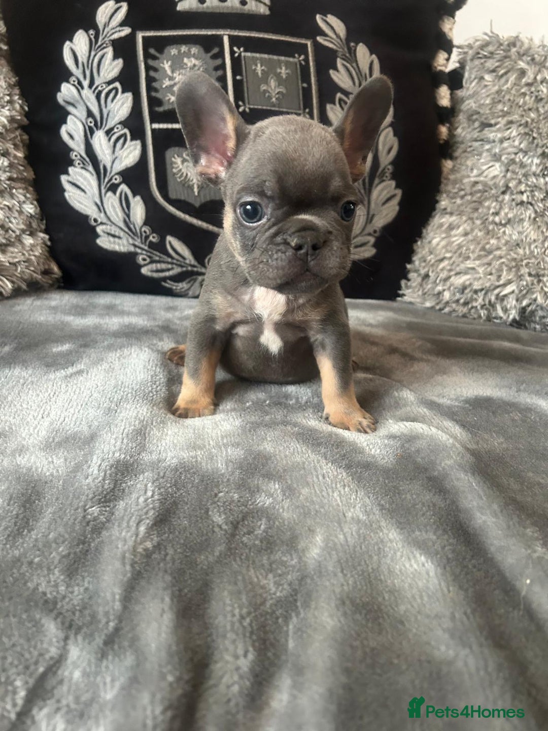 French Bulldog dogs for sale: French bulldog puppies solid blues lilac tans  - Image 7