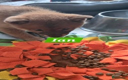 Japanese Shiba Inu dogs for sale: Gorgeous Shibas  - Image 2