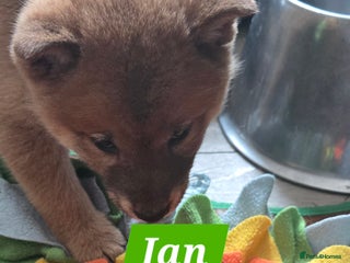 Japanese Shiba Inu dogs - Advert 7