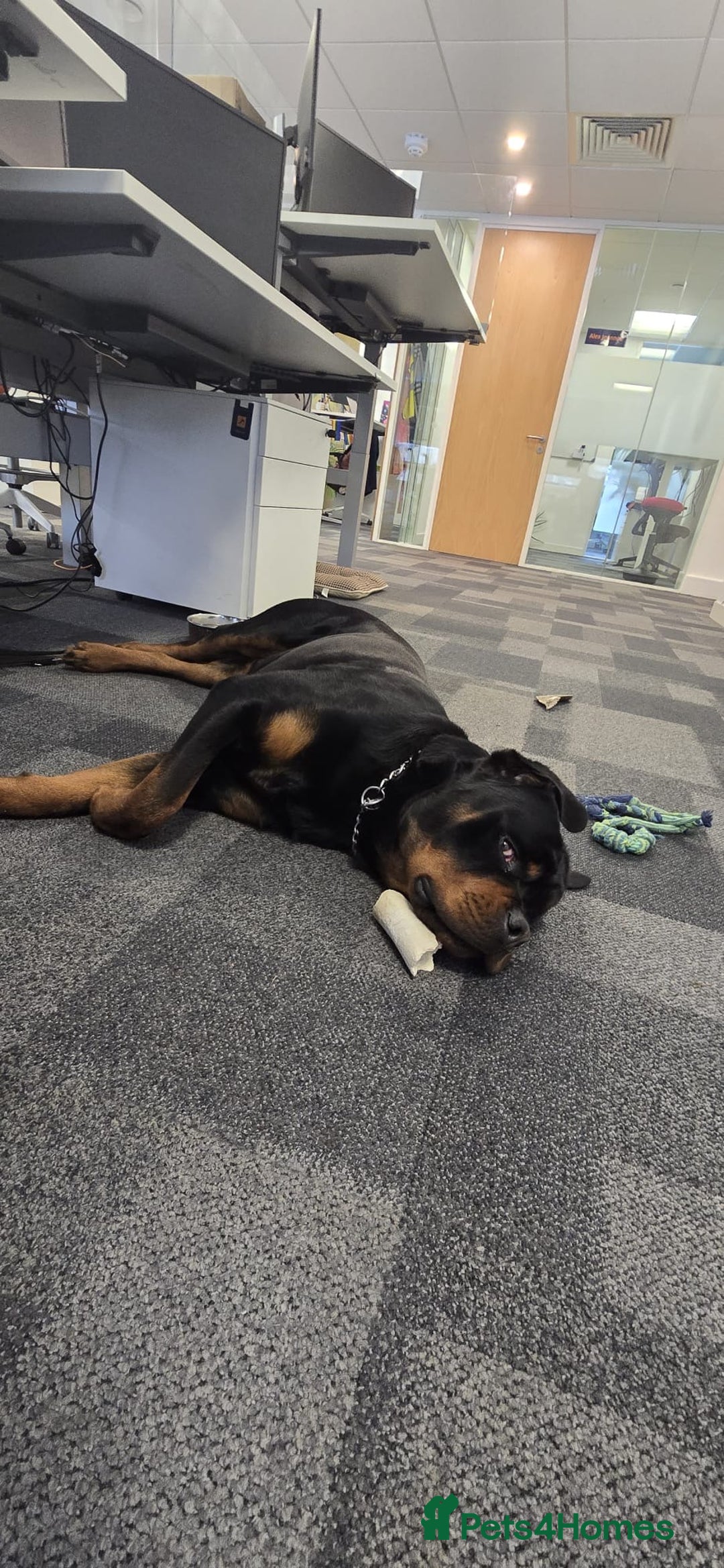Rottweiler dogs for stud: Champion Bloodline Rottweiler Stud - Image 9