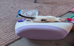 Mixed Breed cats for sale: Persian mix cross  - Image 6