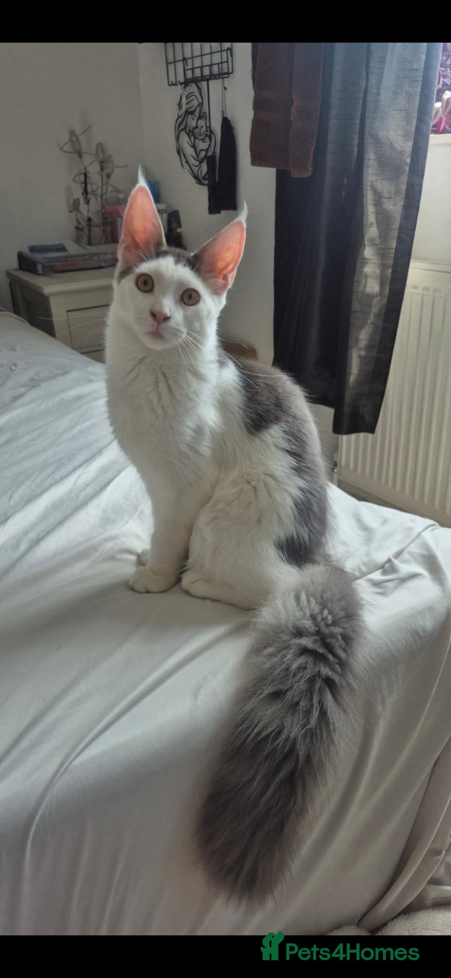 Maine Coon cats Stunning Pure Maine Coon Kitten - Advert 7