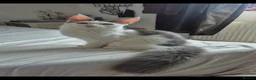 Maine Coon cats for sale: Stunning Pure Maine Coon Kitten - Advert 1
