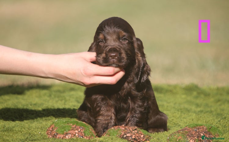 Cocker Spaniel dogs - Advert 16