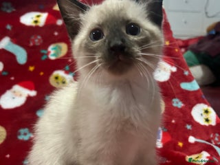 Snowshoe cats for sale: Three stunning snowshoe kittens - Advert 1