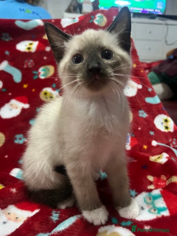 Snowshoe cats Three stunning snowshoe kittens - Advert 1