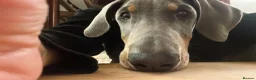 Dobermann dogs for sale: 9 month old female blue Doberman  - Advert 15