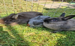 Netherland Dwarf rabbits for sale: Netherlands Dwarf - Image 1