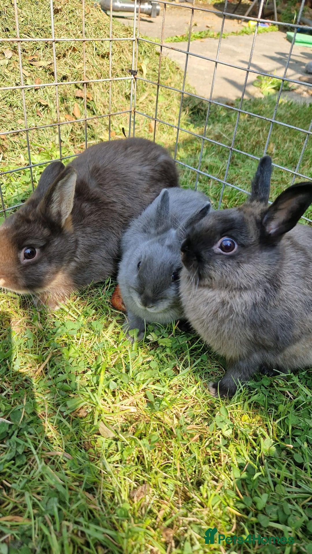 Netherland Dwarf rabbits for sale: Netherlands Dwarf - Image 1