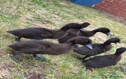 Ducks poultry for sale: Unsexed Cayuga duck  - Image 1
