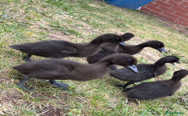 Ducks poultry - Advert 2