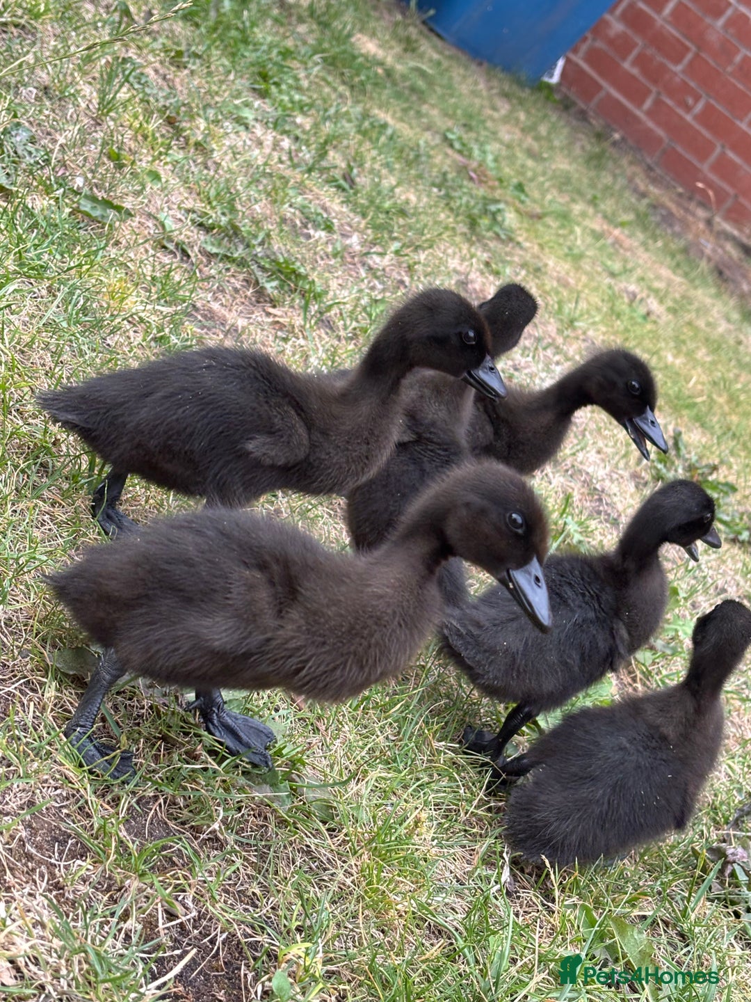 Ducks poultry for sale: Unsexed Cayuga duck  - Image 1