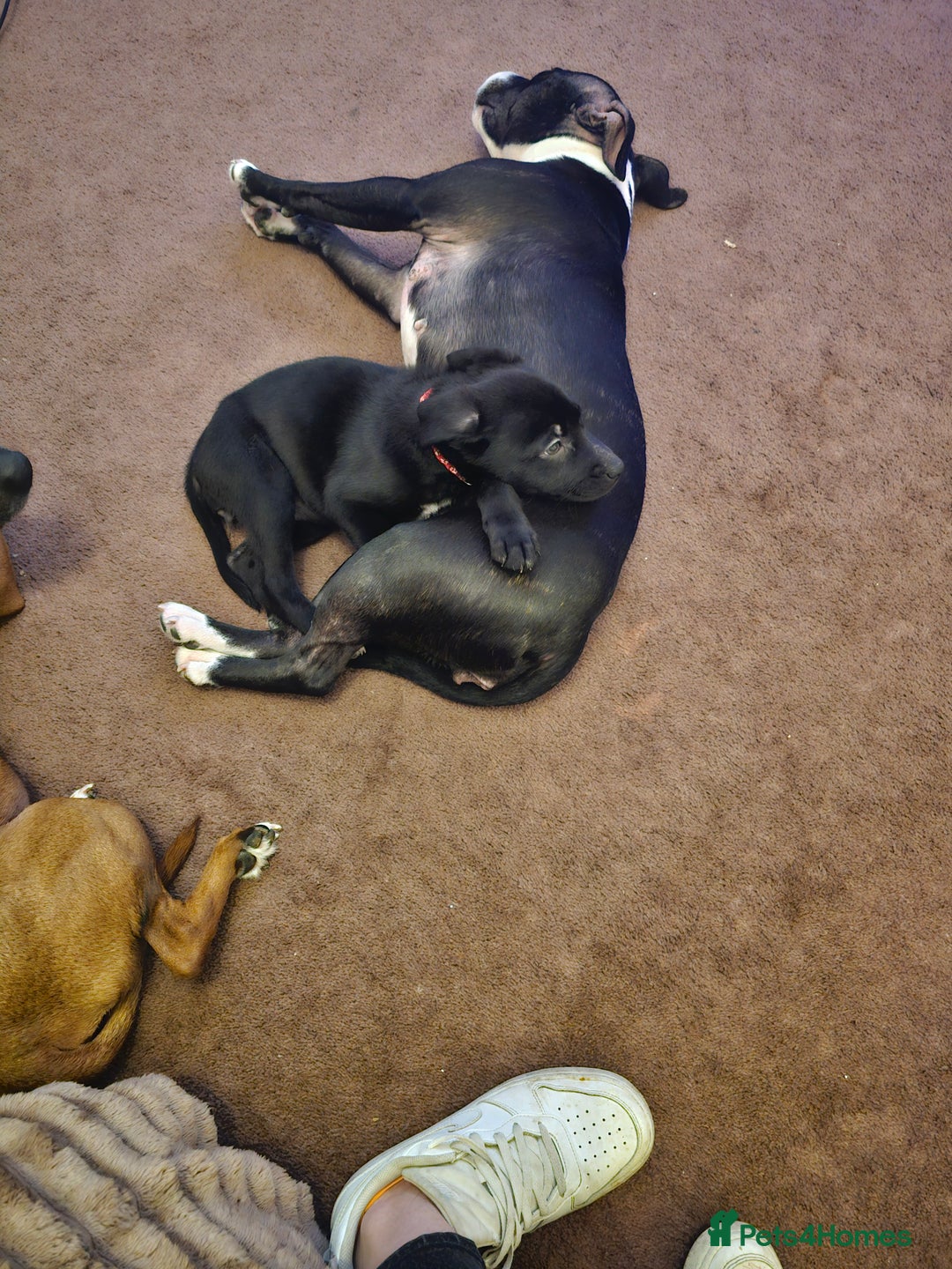 Mixed Breed dogs for sale: 3 female puppies - Advert 7