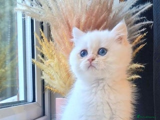 British Shorthair cats LAST KITTEN - Rare Golden Lilac Point BSH Girl - Advert 3
