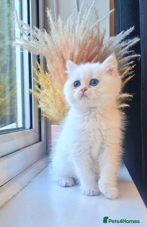 British Shorthair cats LAST KITTEN - Rare Golden Lilac Point BSH Girl - Advert 1