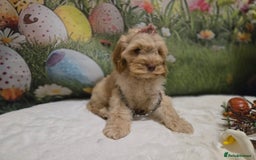 Cockapoo dogs for sale: Fully vaccinated and Extensively health tested.  in Wisbech - Image 15