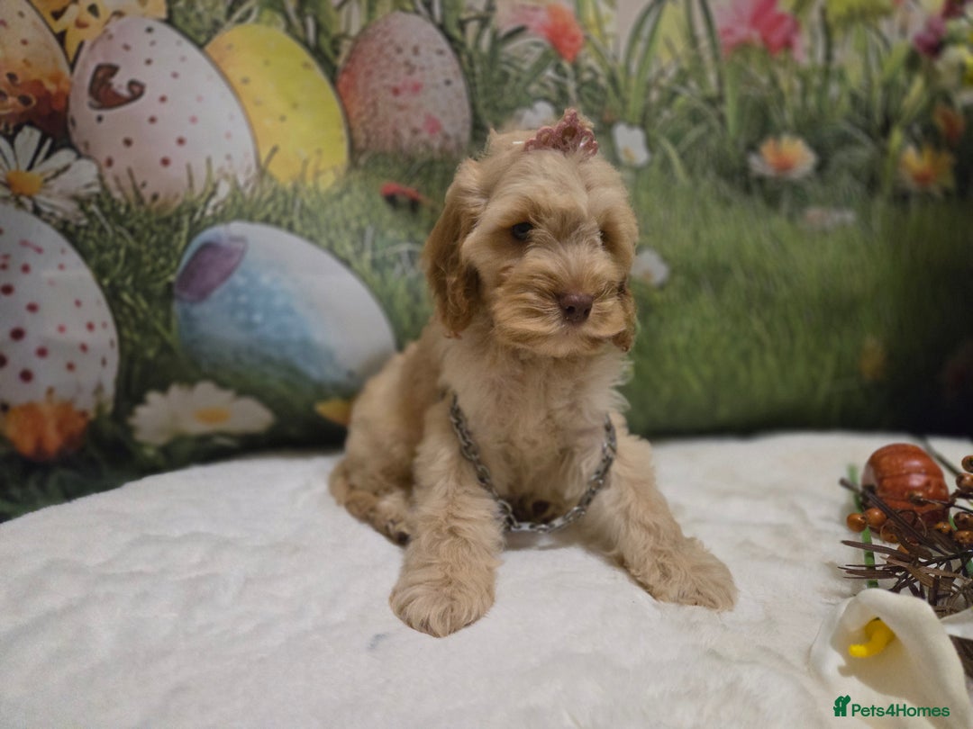 Cockapoo dogs for sale: Fully vaccinated and Extensively health tested.  in Wisbech - Image 15