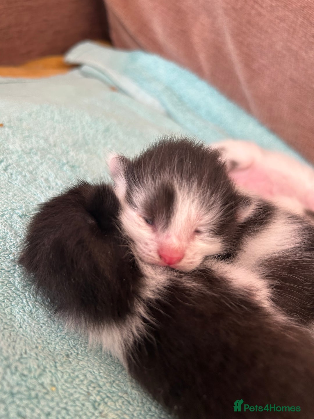 Mixed Breed cats for sale: Beautiful kittens available  - Image 4