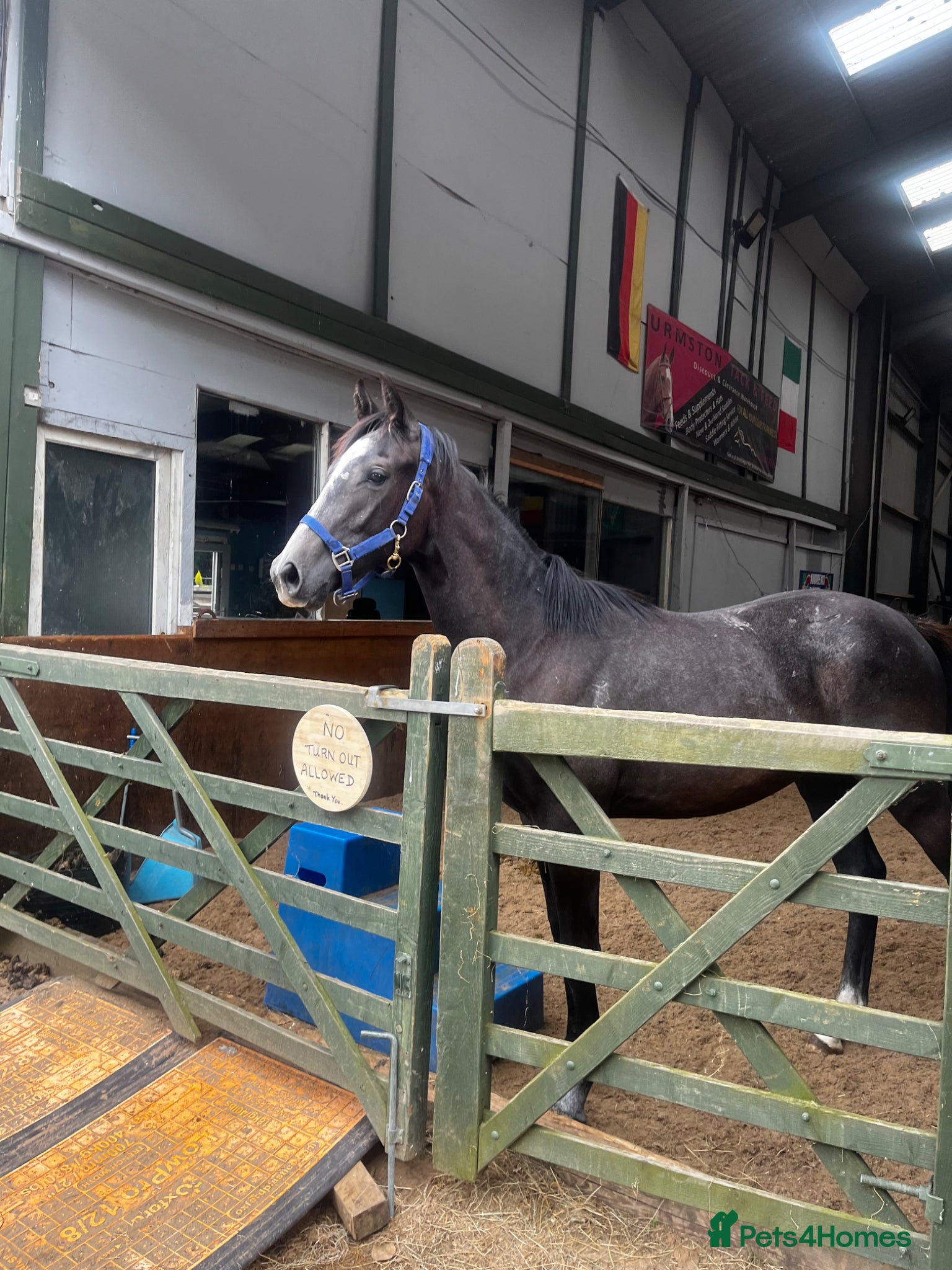 English Warmblood horses Beautiful rising 3 year old - Advert 5