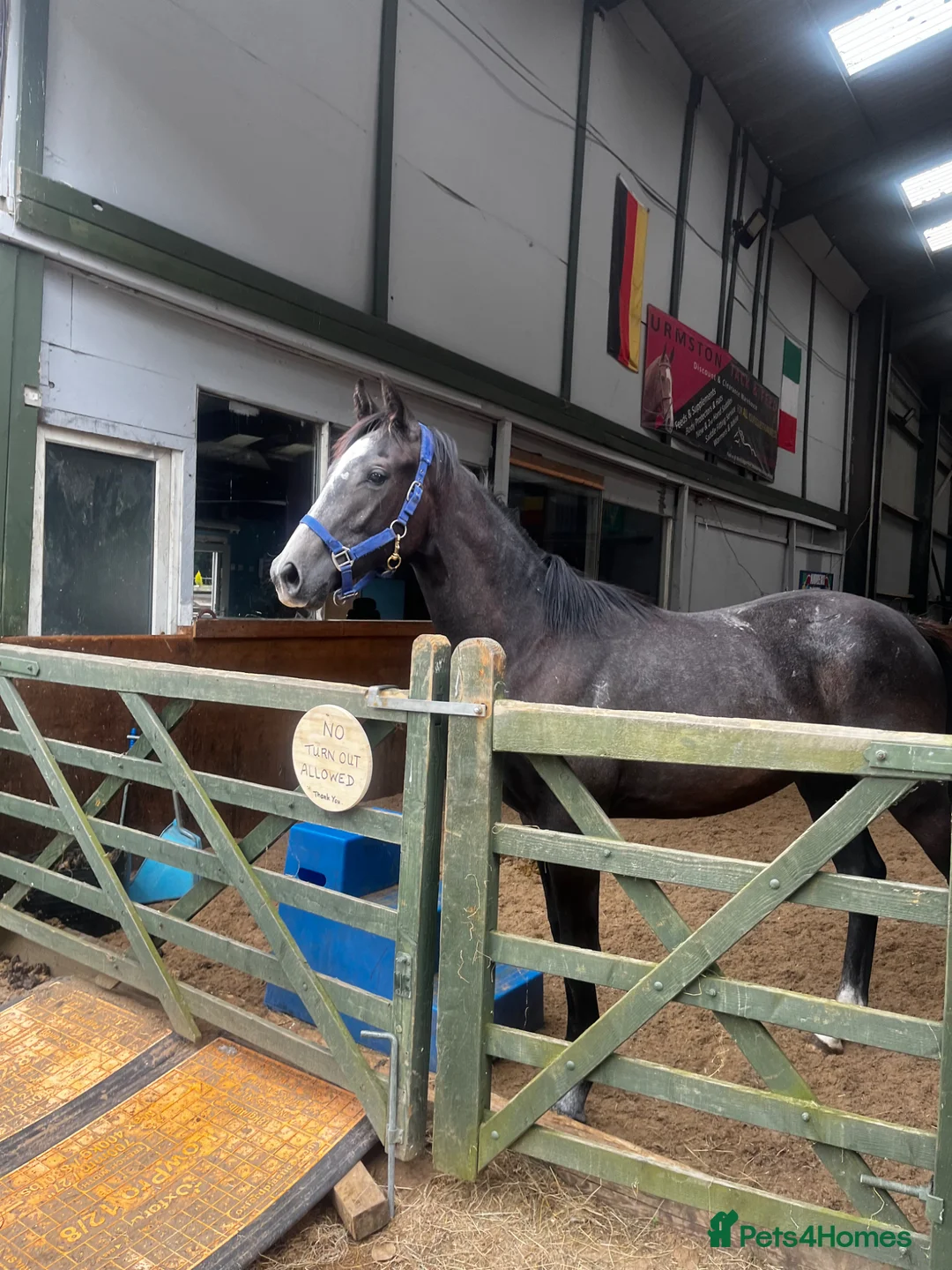 English Warmblood horses for sale: Beautiful rising 3 year old - Advert 1