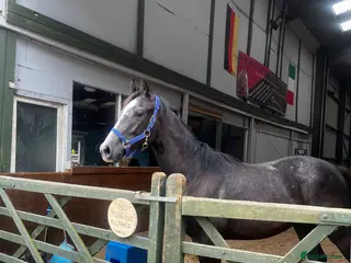 English Warmblood horses Beautiful rising 3 year old - Advert 5