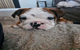 English Bulldog dogs for sale: English Bulldog  - Image 3
