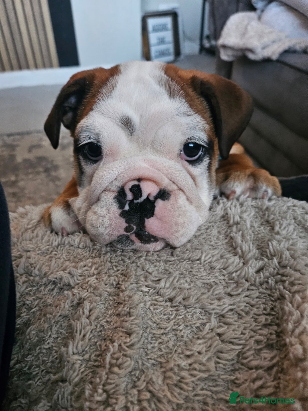 English Bulldog dogs for sale: English Bulldog  - Image 3