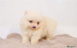 Pomeranian dogs for sale: Beautiful Champion Pomeranian Puppies – Ready Now - Image 4